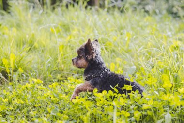 sevimli Yokshire Terrier köpek güneşli bir günde açık yürüyüş  