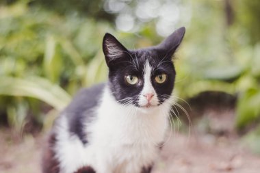 gündüz sokak kedisi yakın portre