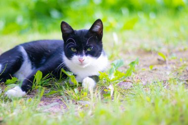 gündüz sokak kedisi yakın portre