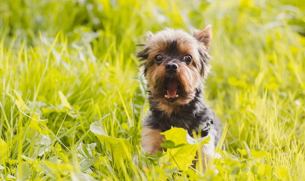 Lindo Yokshire Terrier Cachorro Caminando Aire Libre Día Soleado — Foto de Stock