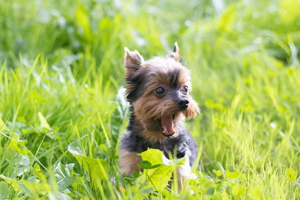 Lindo Yokshire Terrier Cachorro Caminando Aire Libre Día Soleado — Foto de Stock