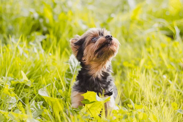 Lindo Yokshire Terrier Cachorro Caminando Aire Libre Día Soleado — Foto de Stock