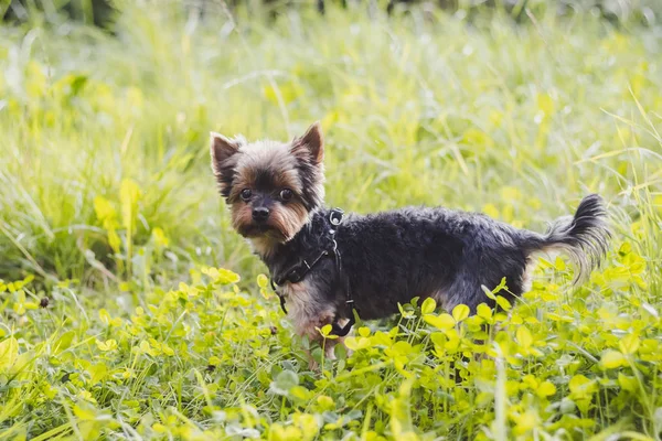 Lindo Yokshire Terrier Cachorro Caminando Aire Libre Día Soleado — Foto de Stock