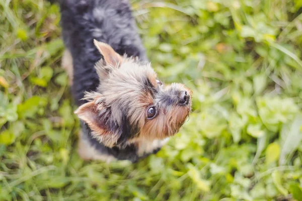 Lindo Yokshire Terrier Cachorro Caminando Aire Libre Día Soleado — Foto de Stock