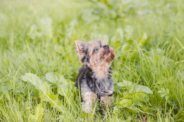 Niedlicher Yokshire Terrier Welpe Der Sonnigen Tagen Freien Spazieren Geht — Stockfoto