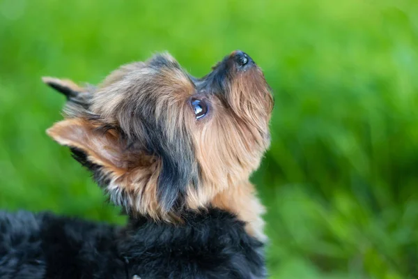 Lindo Yokshire Terrier Cachorro Caminando Aire Libre Día Soleado — Foto de Stock