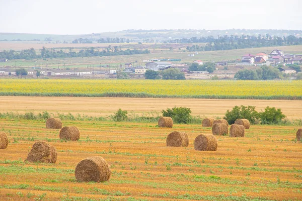 Field with haystacks. Russian open spaces. Dry grass twisted into stacks — Stock Photo, Image