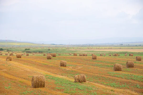 Field with haystacks. Russian open spaces. Dry grass twisted into stacks — Stock Photo, Image