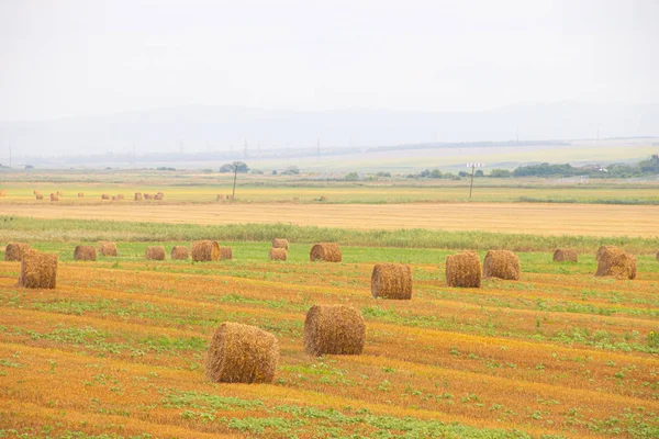 Campo com palheiros. Espaços abertos russos. Grama seca torcida em pilhas — Fotografia de Stock