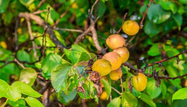 Ağaç dalına asılı kayısı, yaz meyveleri 