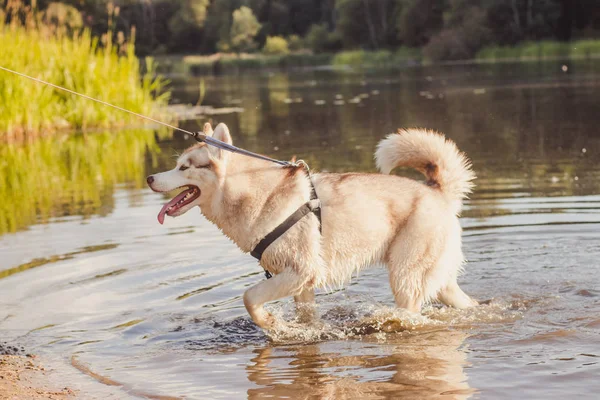 Joven Perro Husky Paseando Agua Durante Día — Foto de Stock