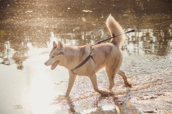 Młody Husky Pies Chodzenie Woda Dzień — Zdjęcie stockowe