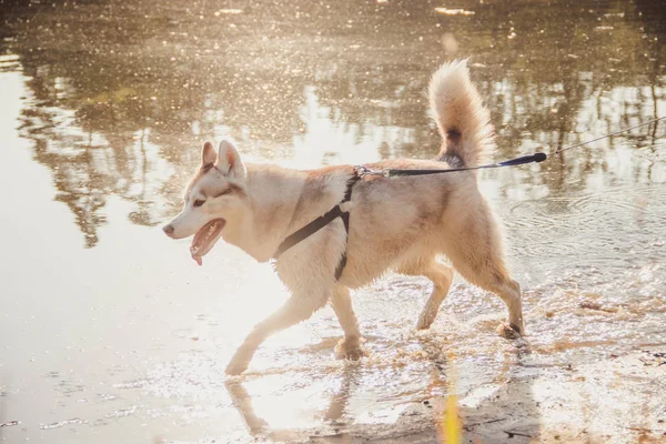 Młody Husky Pies Chodzenie Woda Dzień — Zdjęcie stockowe