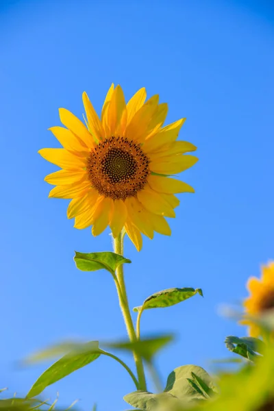 Nahaufnahme Von Sonnenblumen Auf Blauem Himmel Hintergrund Landwirtschaftliches Konzept — Stockfoto