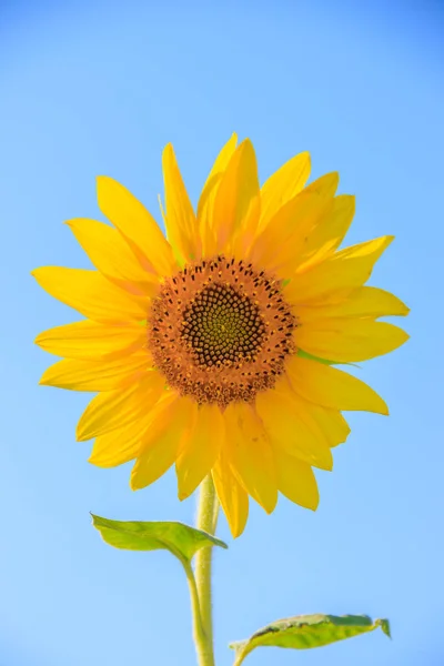 Nahaufnahme Von Sonnenblumen Auf Blauem Himmel Hintergrund Landwirtschaftliches Konzept — Stockfoto