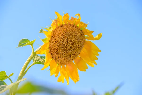 Nahaufnahme Von Sonnenblumen Auf Blauem Himmel Hintergrund Landwirtschaftliches Konzept — Stockfoto