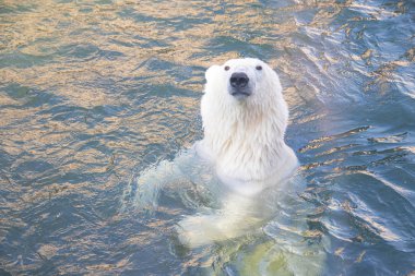 Beyaz kutup ayısı hayvanat bahçesinde havuzda yüzme