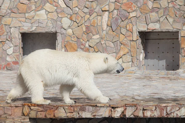 白北极熊在动物园的游泳池里游泳 — 图库照片