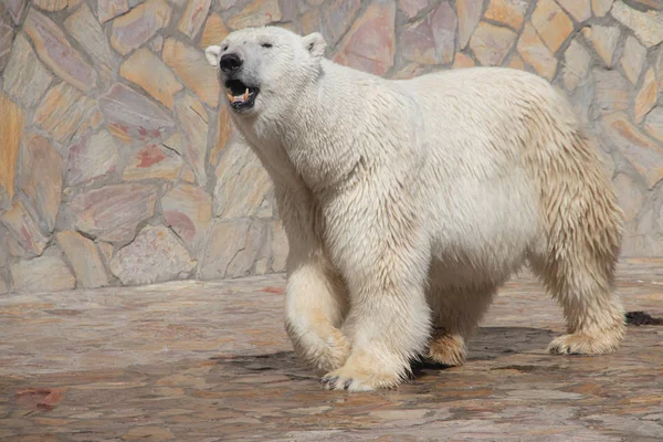 Weißer Eisbär Schwimmt Pool Zoo — Stockfoto