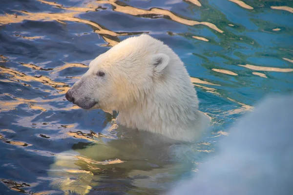 白北极熊在动物园的游泳池里游泳 — 图库照片