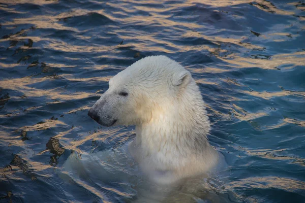 Vit Isbjörn Simning Pool Zoo — Stockfoto