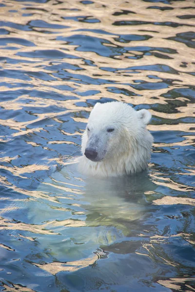 Weißer Eisbär Schwimmt Pool Zoo — Stockfoto