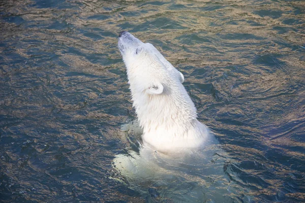 Weißer Eisbär Schwimmt Pool Zoo — Stockfoto