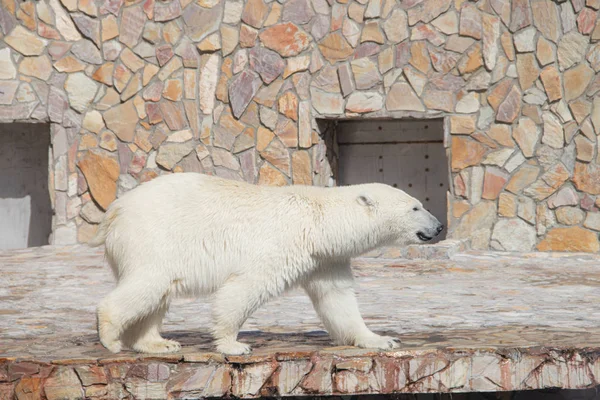 White Polar Bear Swimming Pool Zoo — Stock Photo, Image