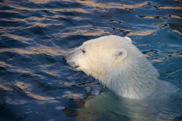 Weißer Eisbär Schwimmt Pool Zoo lizenzfreie Stockfotos