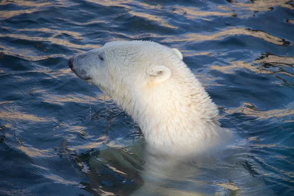 白北极熊在动物园的游泳池里游泳 图库照片