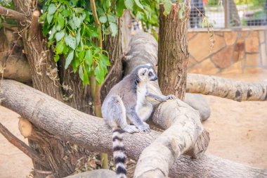 gündüz hayvanat bahçesi kafesinde sevimli lemur