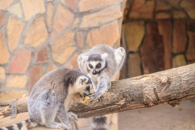 gündüz hayvanat bahçesi kafesinde sevimli lemurlar