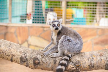 gündüz hayvanat bahçesi kafesinde sevimli lemur