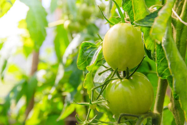 Grüne Tomaten Hängen Zweigen Gewächshaus — Stockfoto