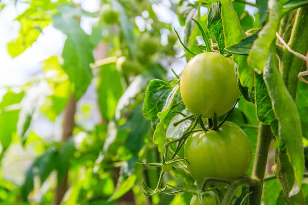 温室の枝にぶら下がるグリーントマト — ストック写真