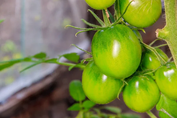 Pomodori Verdi Appesi Rami Serra — Foto Stock