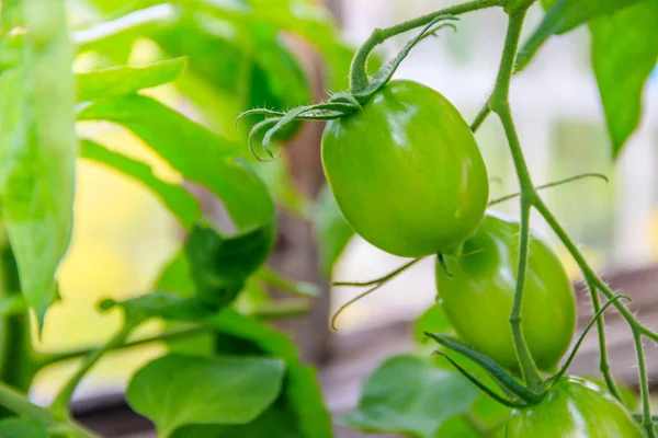 Grüne Tomaten Hängen Zweigen Gewächshaus — Stockfoto