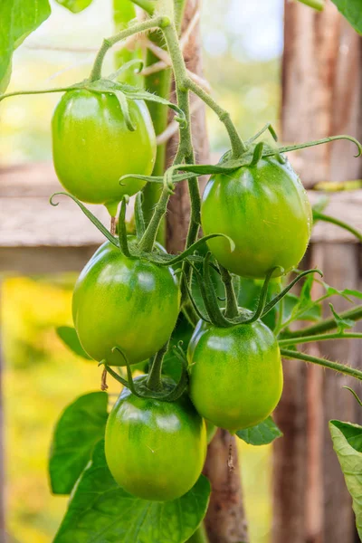 Grüne Tomaten Hängen Zweigen Gewächshaus — Stockfoto