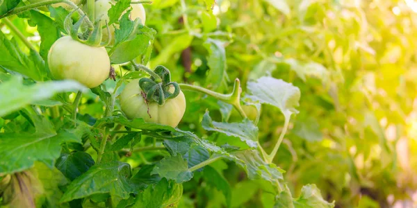 温室の枝にぶら下がるグリーントマト — ストック写真