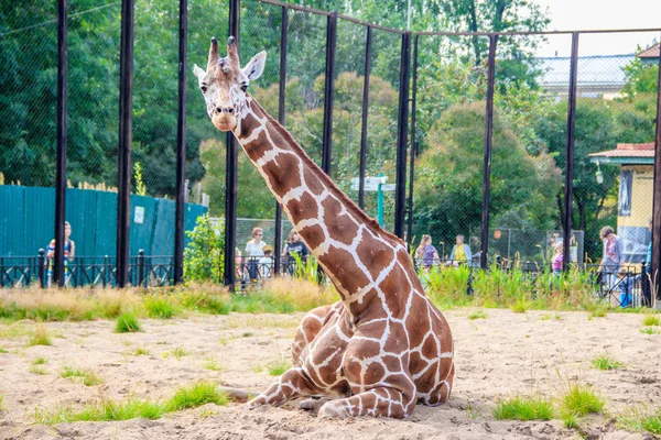 Cute Giraffe Cage Zoo Daytime — Stock Photo, Image