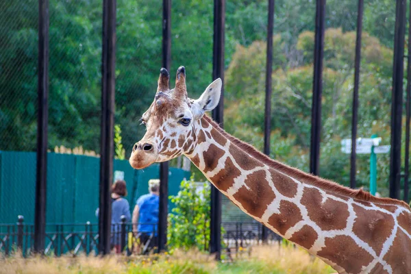 Cute giraffe in cage of zoo at daytime