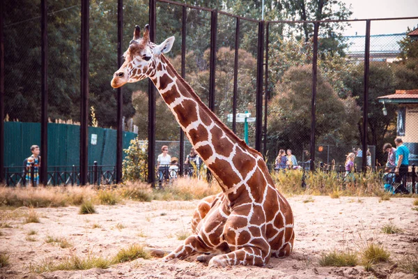 Милий Жираф Клітці Зоопарку Вдень — стокове фото