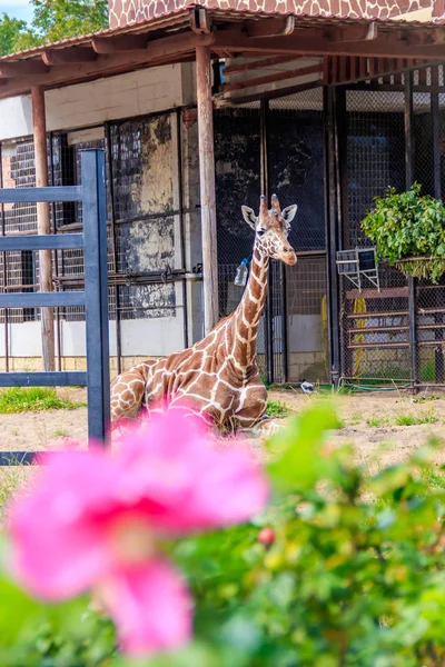 Cute giraffe in cage of zoo at daytime