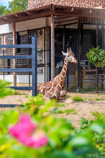Girafe Mignonne Dans Cage Zoo Pendant Journée — Photo