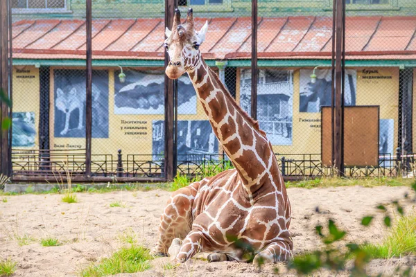 Jirafa Linda Jaula Del Zoológico Durante Día —  Fotos de Stock