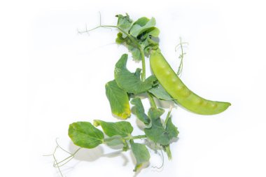 beyaz arka plan, sağlıklı beslenme kavramı izole yeşil bezelye