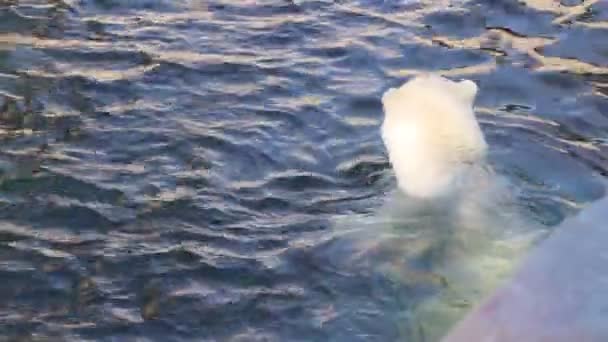 Urso Polar Branco Nadando Piscina Zoológico — Vídeo de Stock