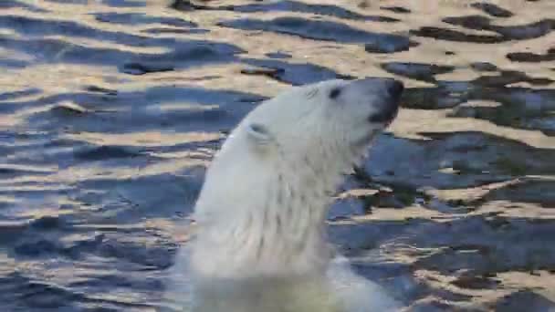 Белый Белый Медведь Плавает Бассейне Зоопарке — стоковое видео