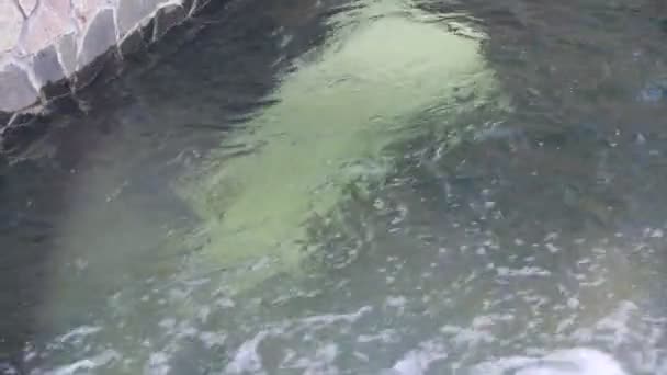 Λευκή Πολική Αρκούδα Που Κολυμπάει Στην Πισίνα Στο Ζωολογικό Κήπο — Αρχείο Βίντεο