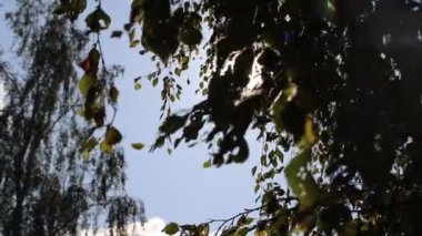 Mavi arkaplanda yeşil yapraklı ağaç beyazlarını kapat 